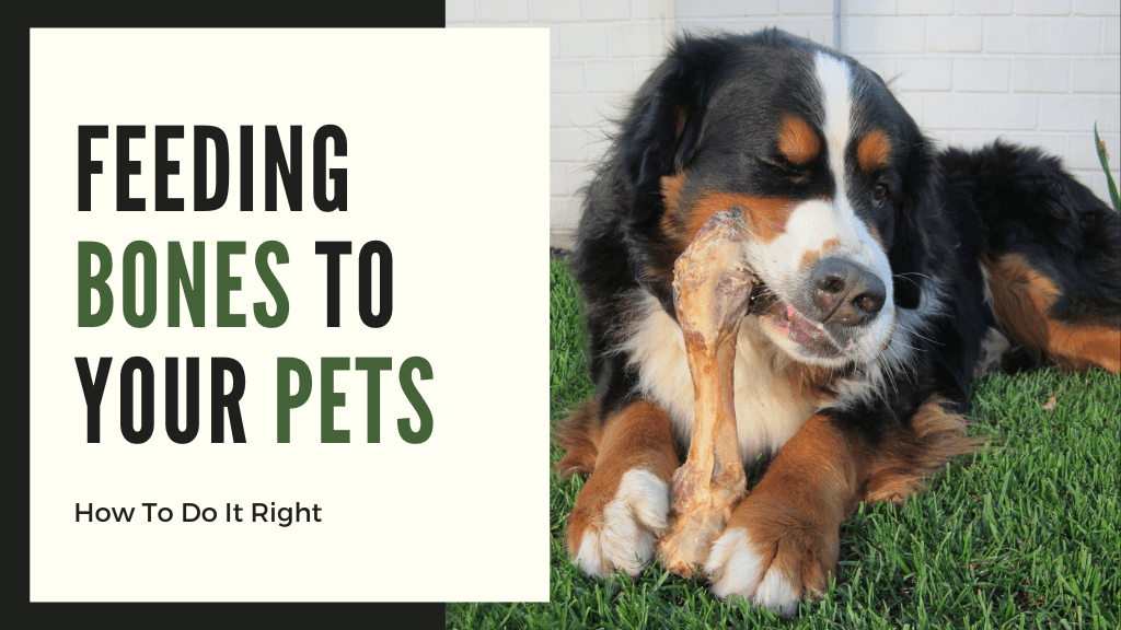 Feeding Bones to Your Pets - How To Do It Right Feeding Bones to Your Pets - How To Do It Right
